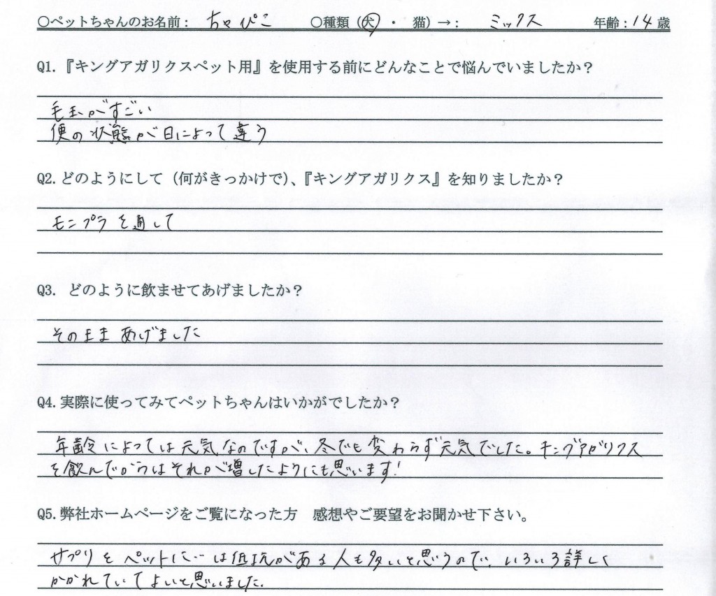 犬　毛玉　シニア